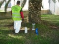 Endoterapia Punteruolo Rosso Palme