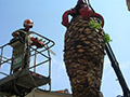 Abbattimento Palme