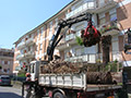 Abbattimento Palme