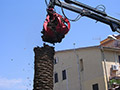 Abbattimento Palme