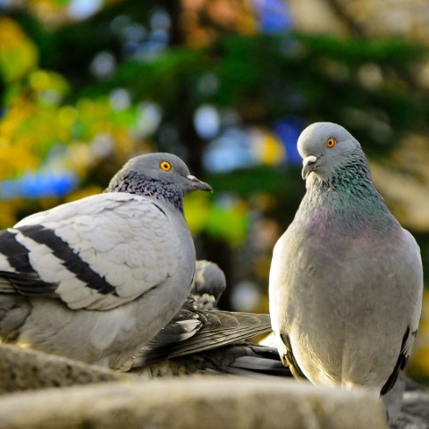 Cosa fare se i piccioni fanno il nido sul balcone?